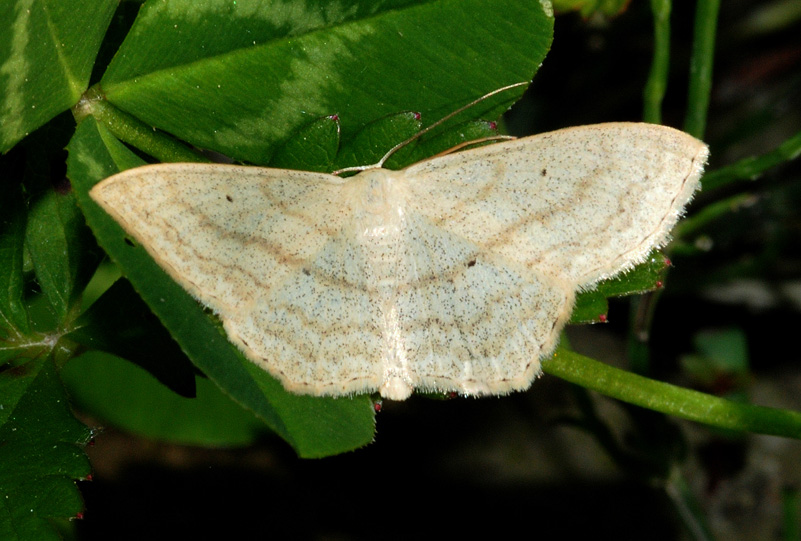 Geometridae da det.